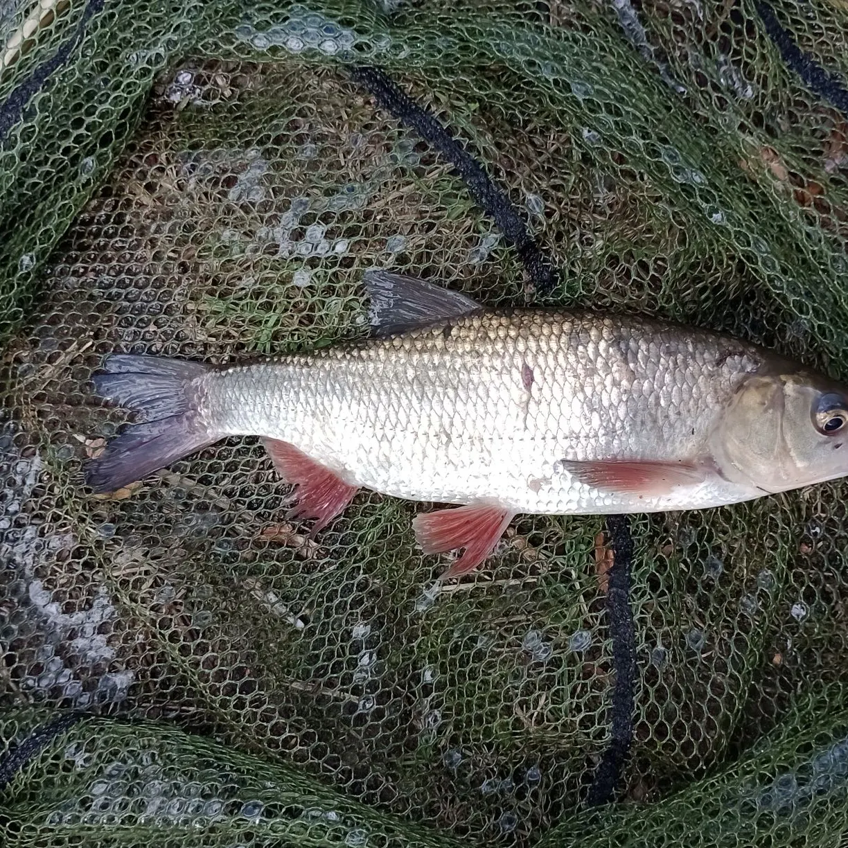 The most recent Ide catches on Fishbrain