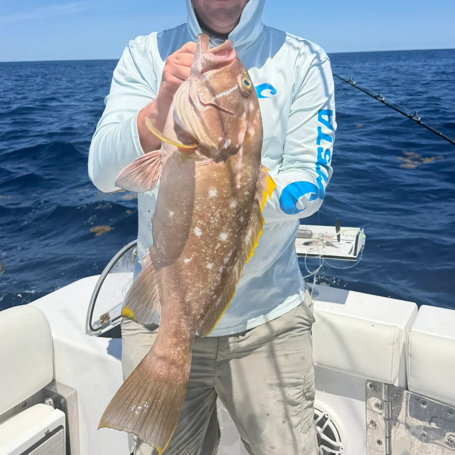 The most recent Yellowedge grouper catches on Fishbrain