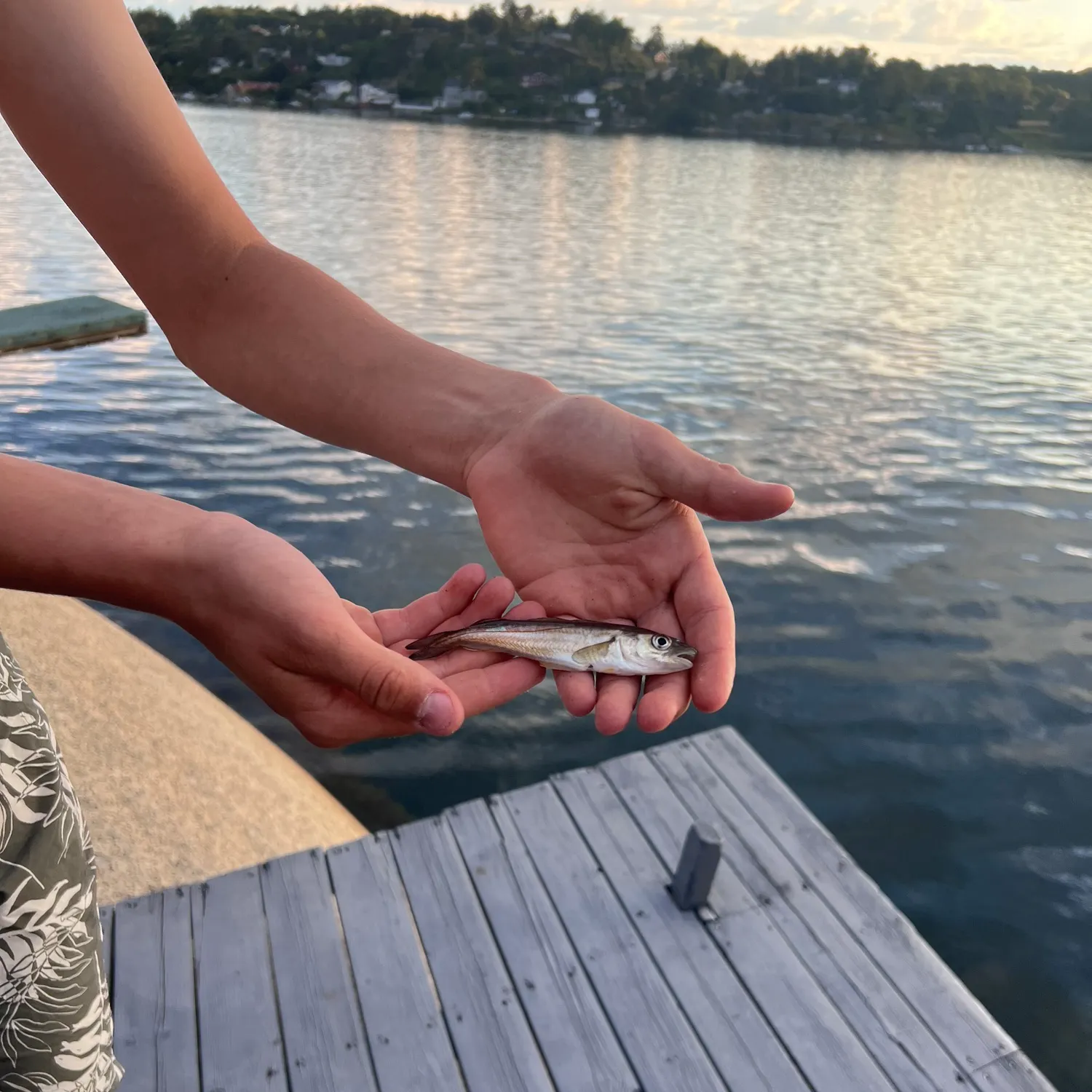 Atlantic cod caught on Fishbrain