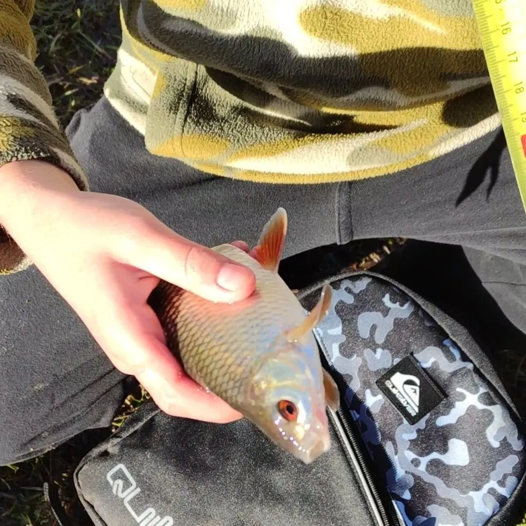 The most recent Common roach catches on Fishbrain