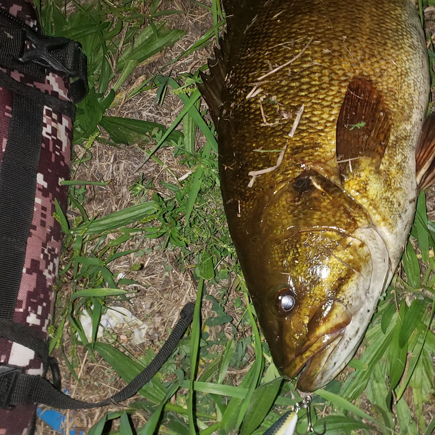 Smallmouth bass caught on Fishbrain
