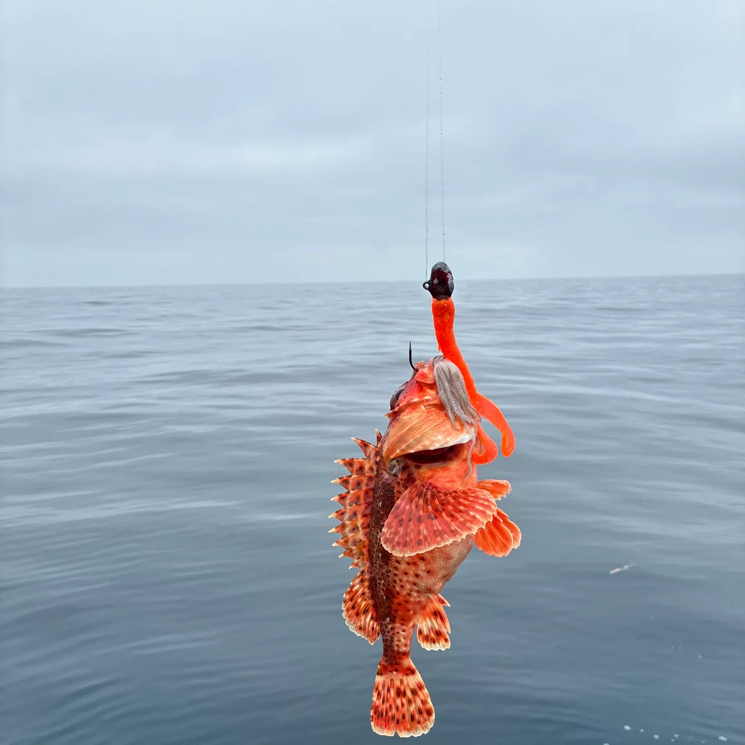The most recent Spinyhead sculpin catches on Fishbrain