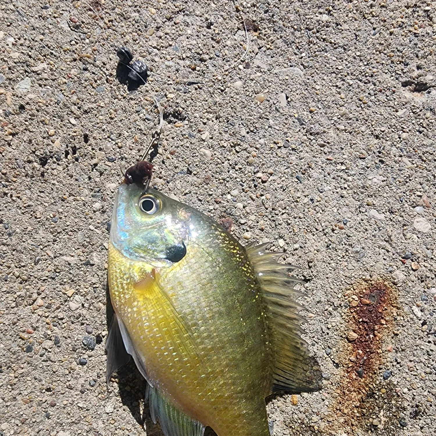 Bluegill caught on Fishbrain