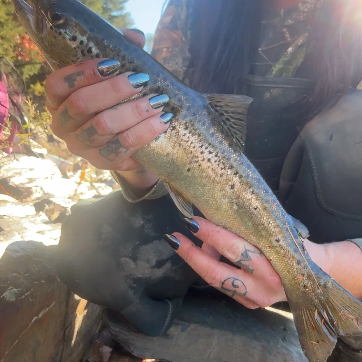 Landlocked atlantic salmon caught on Fishbrain