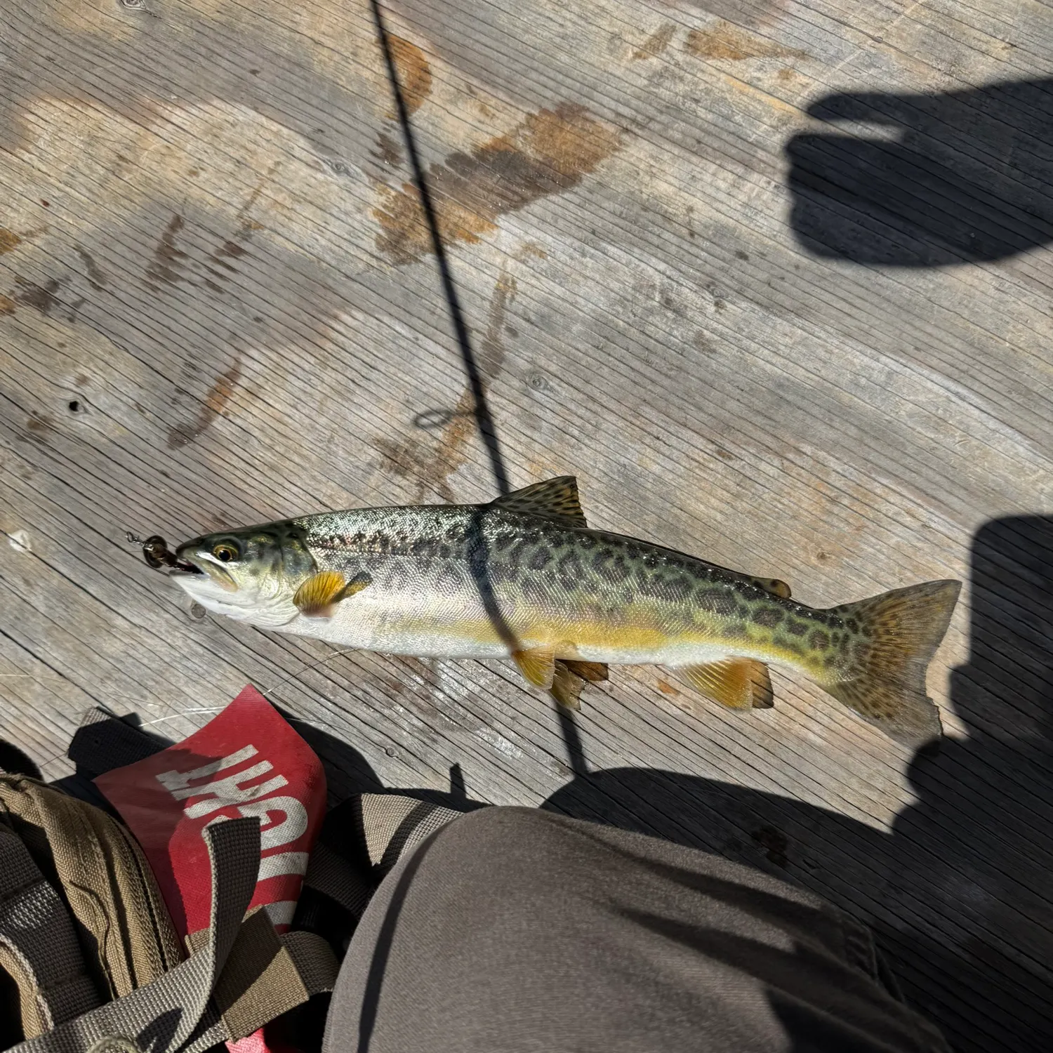 recently logged catches