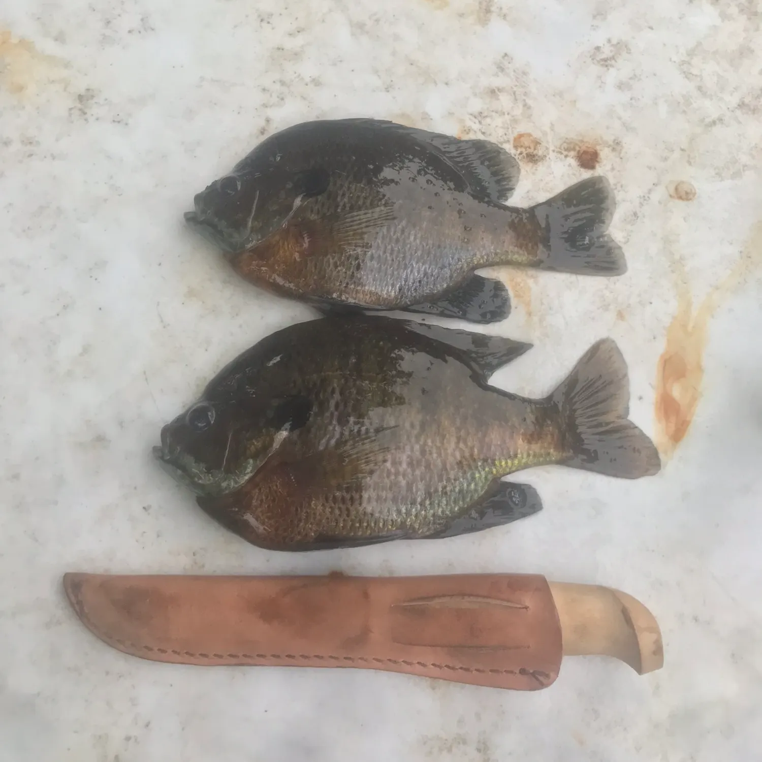 recently logged catches