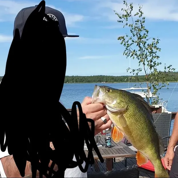 European perch caught on Fishbrain