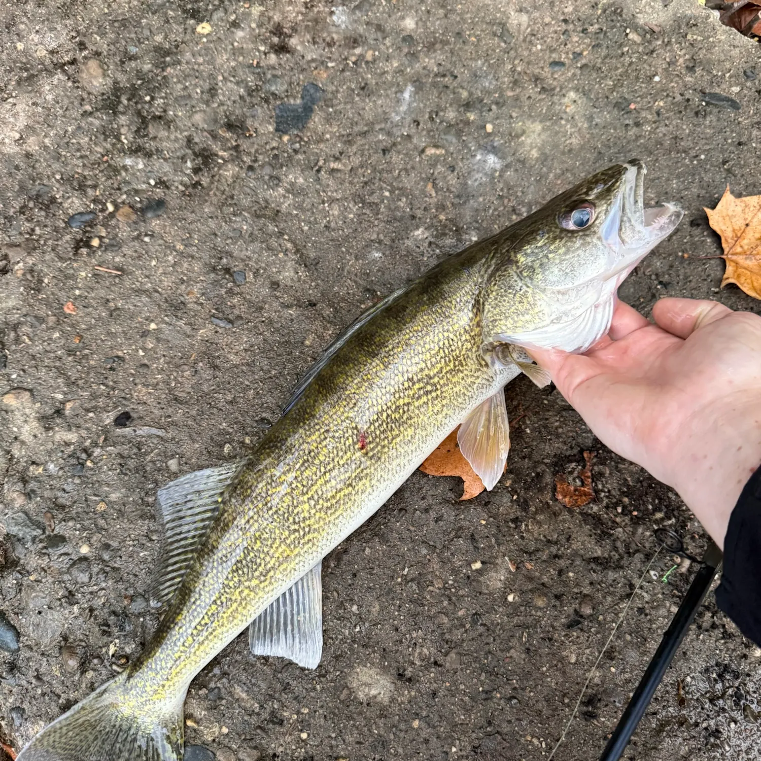 Walleye caught on Fishbrain