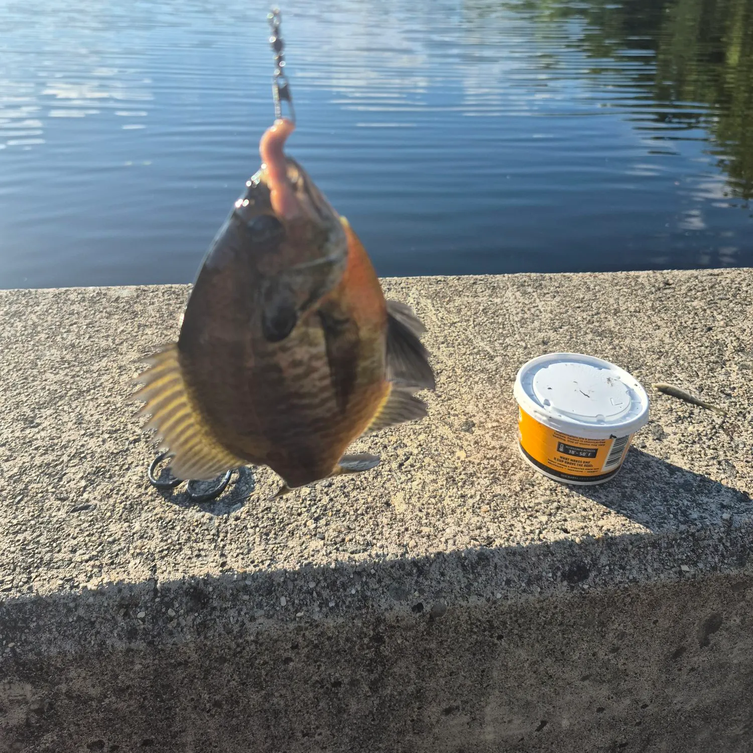 Bluegill caught on Fishbrain