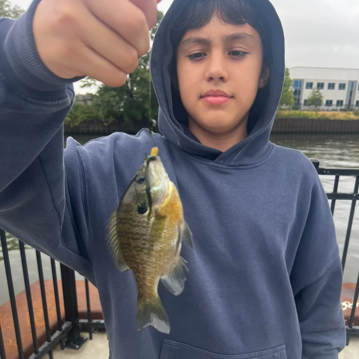 Bluegill caught on Fishbrain