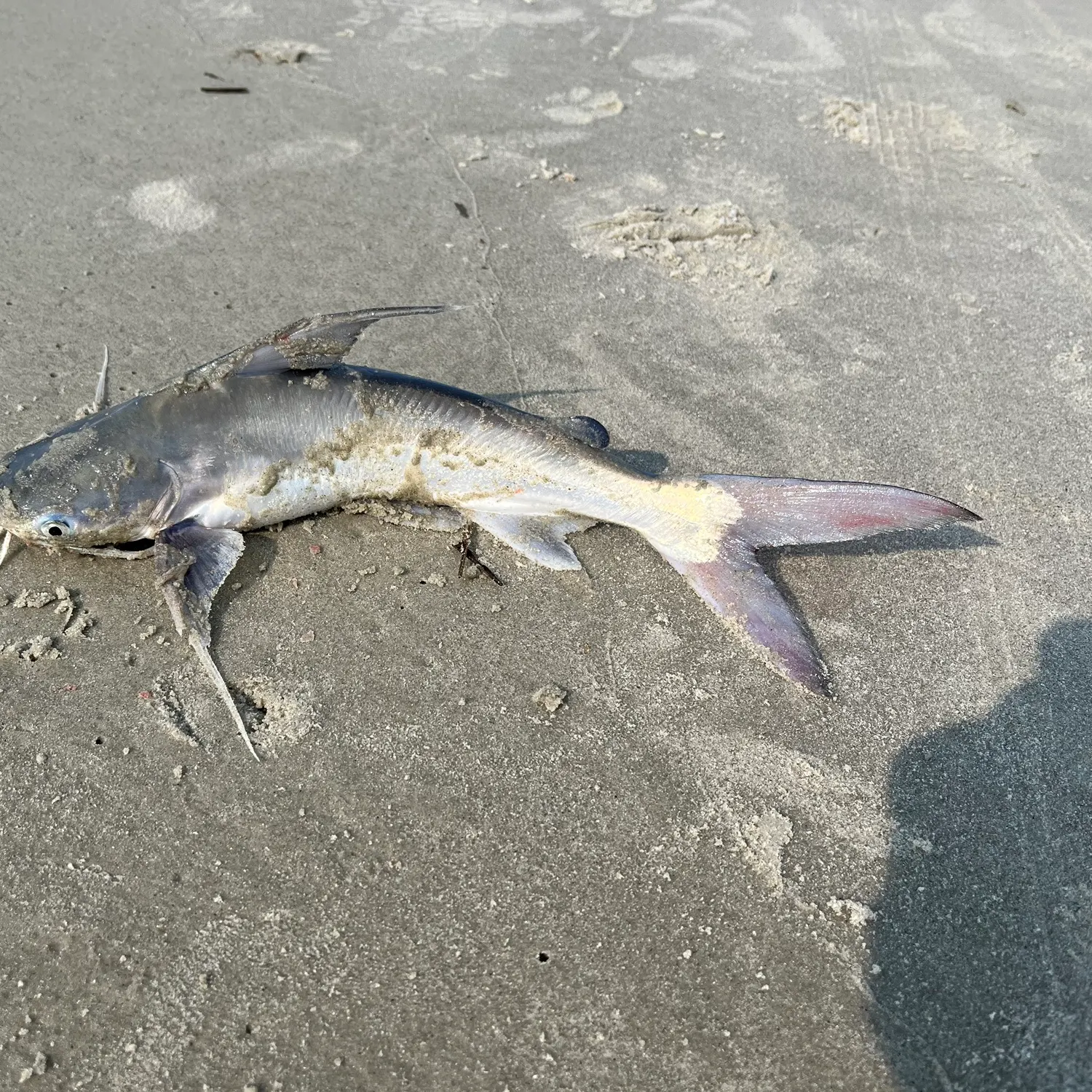 The most recent Gafftopsail sea catfish catches on Fishbrain