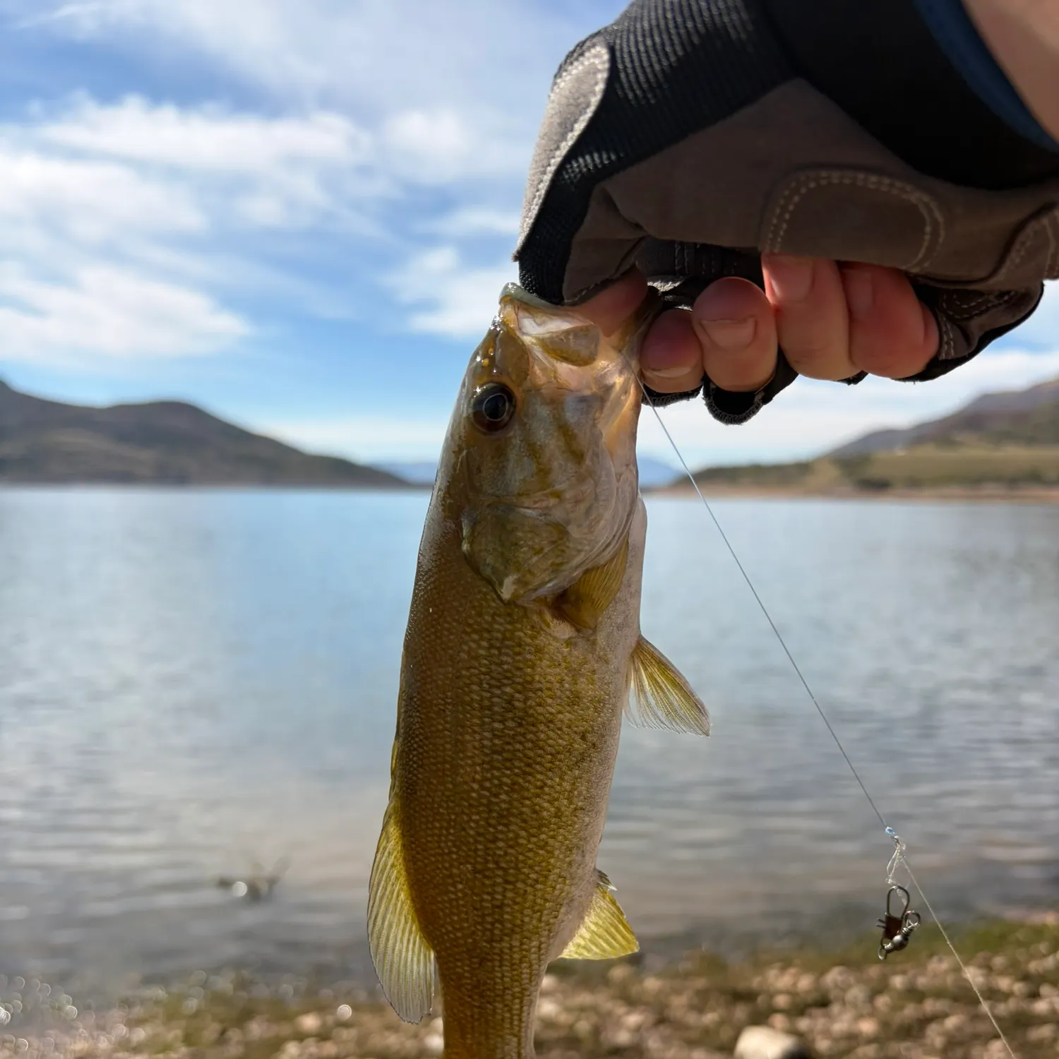 The most recent Smallmouth bass catches on Fishbrain