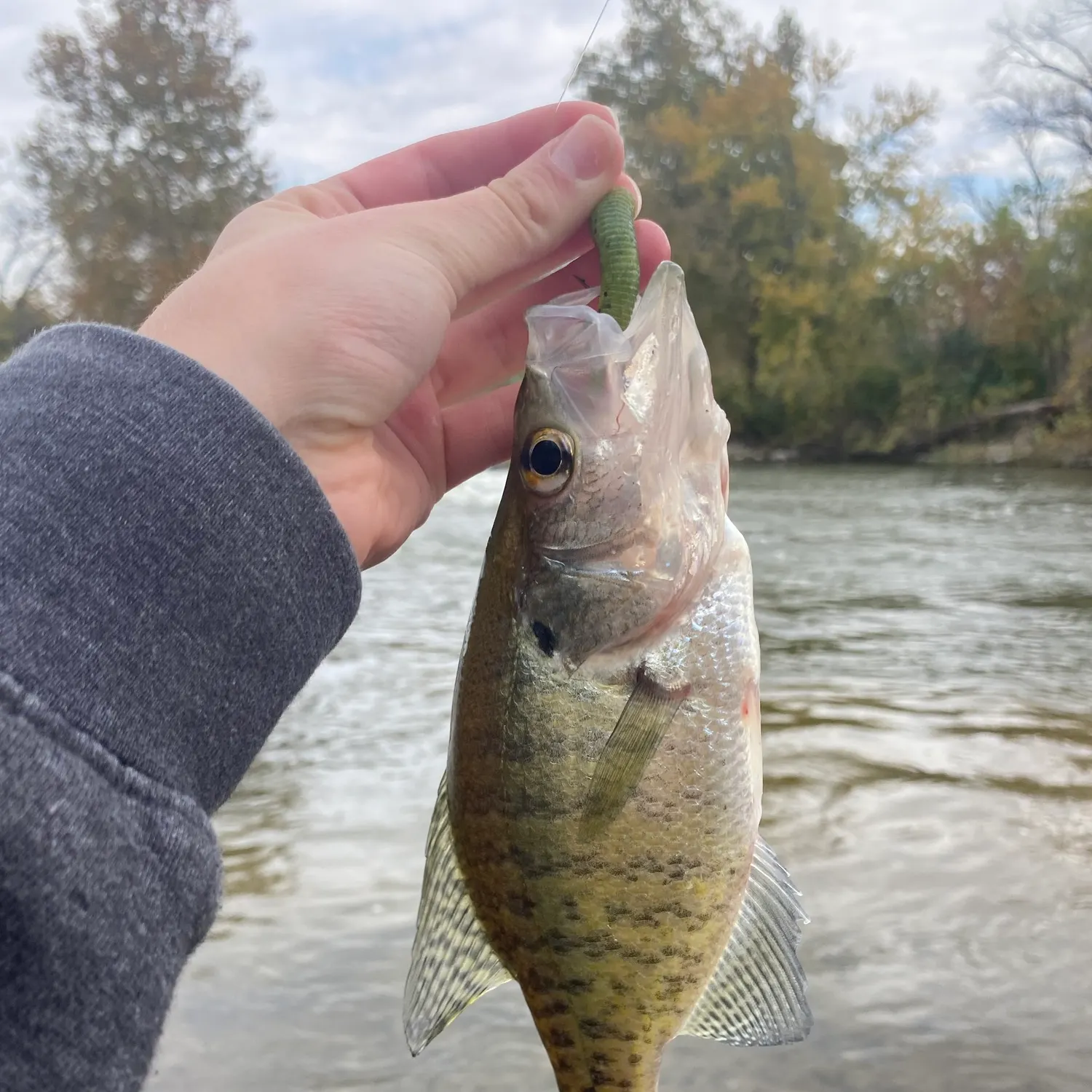White crappie caught on Fishbrain