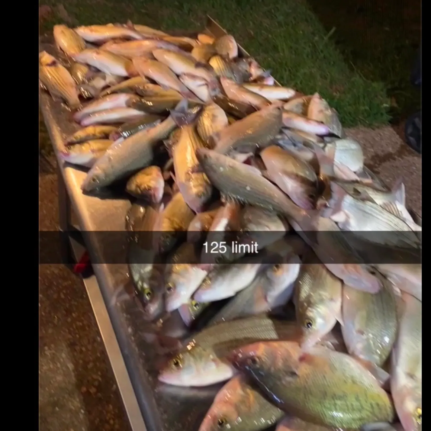 recently logged catches