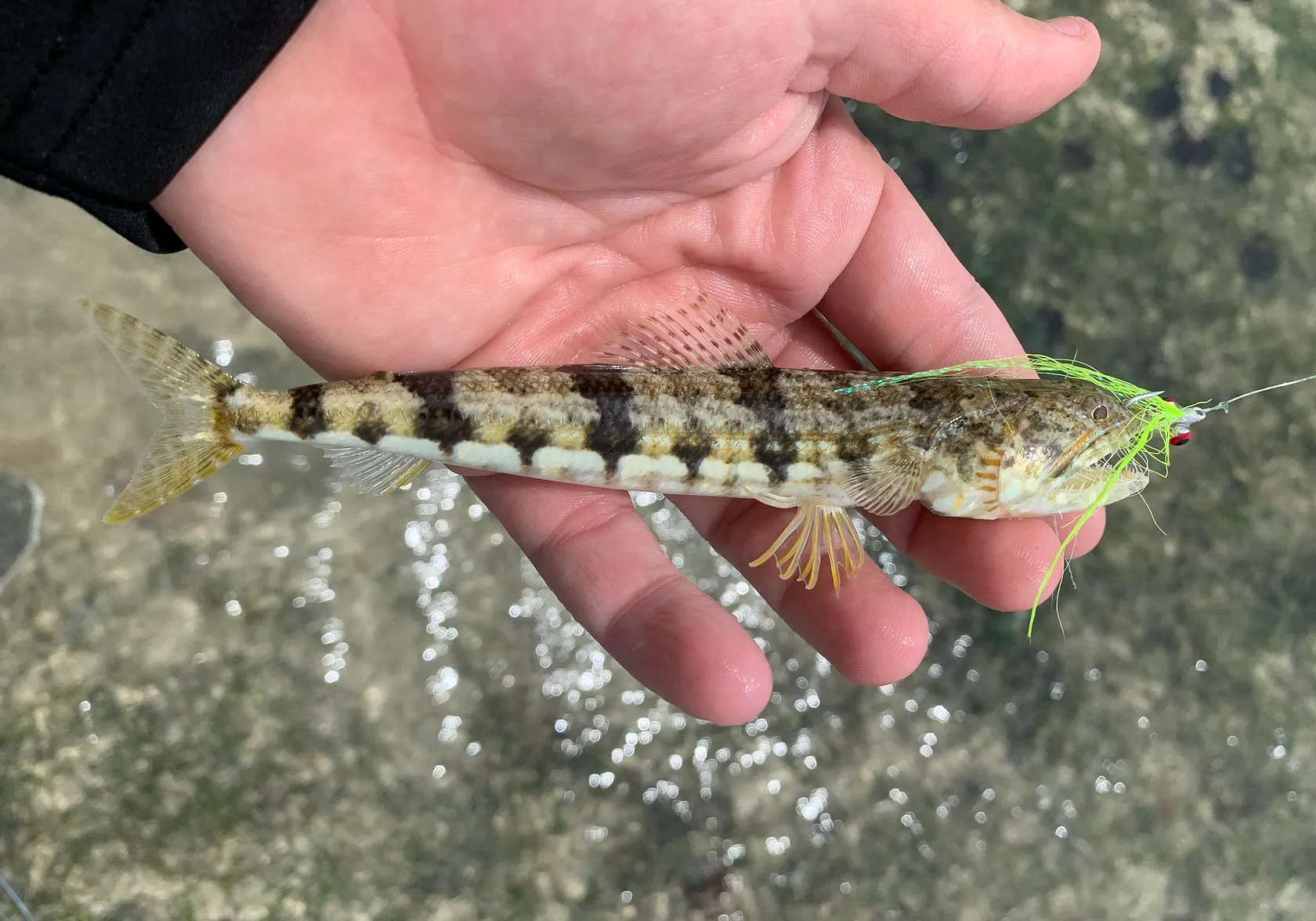 Variegated lizardfish