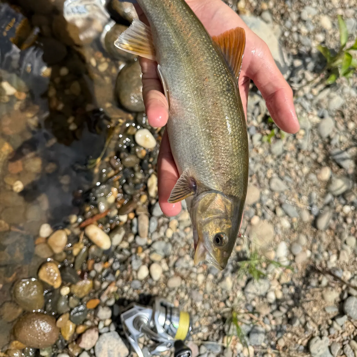 The most recent Hardhead minnow catches on Fishbrain
