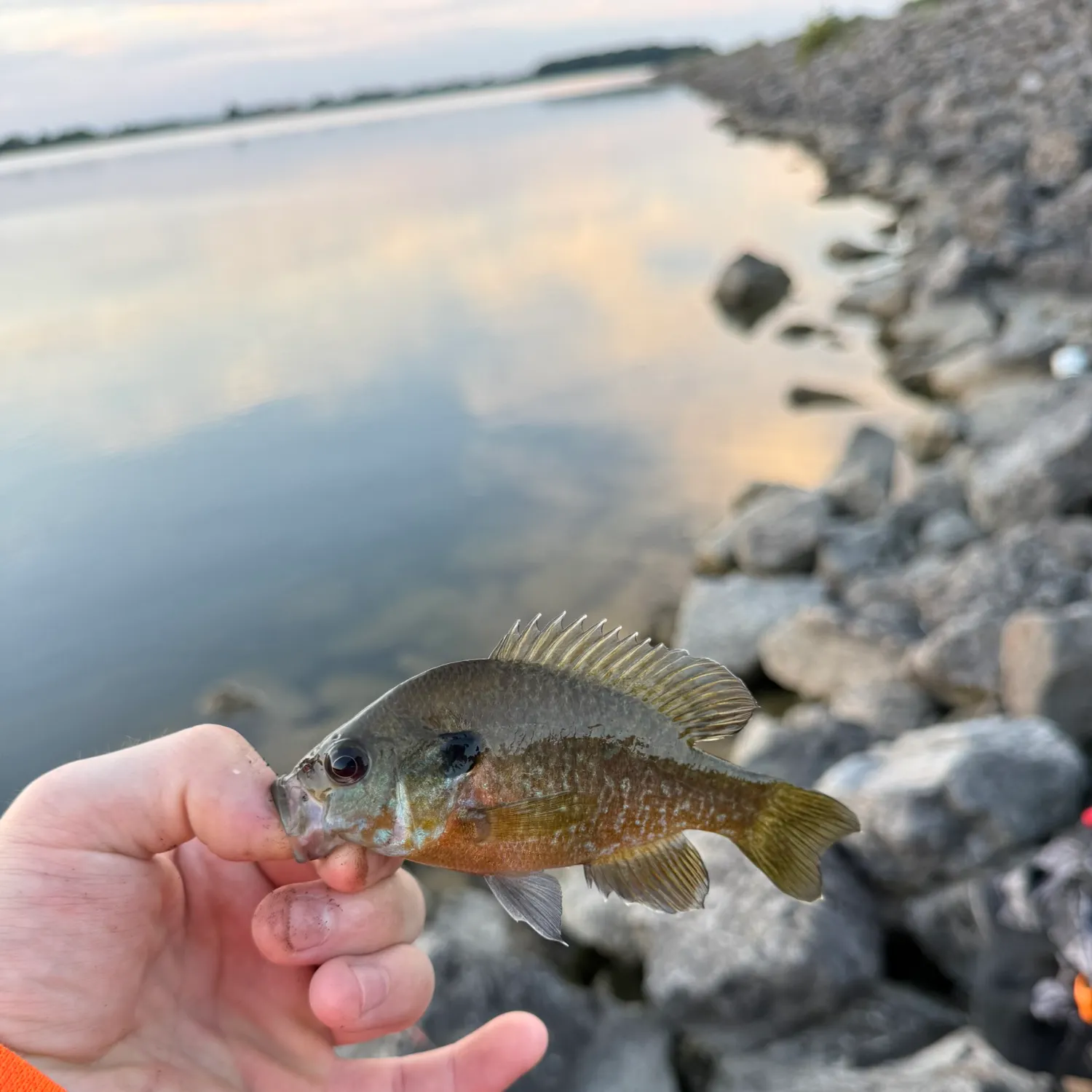 Greengill hybrid caught on Fishbrain