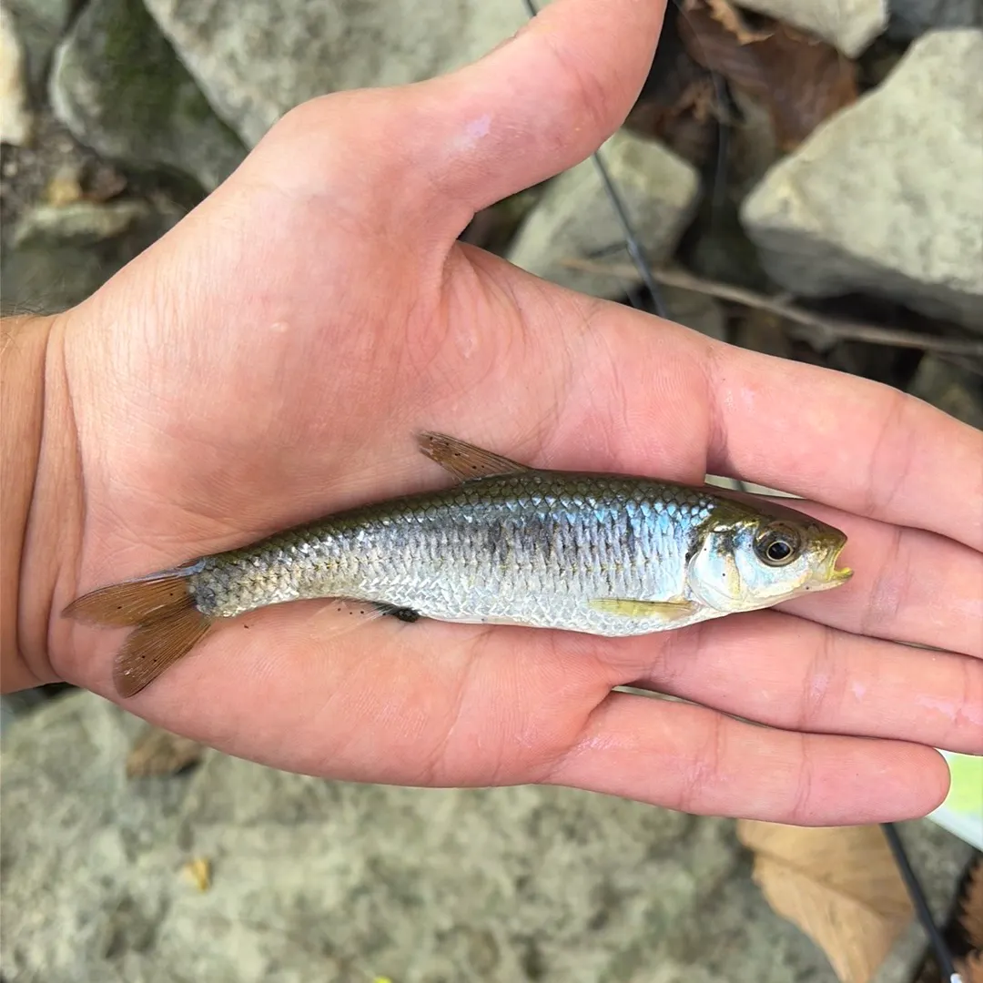 Striped shiner caught on Fishbrain