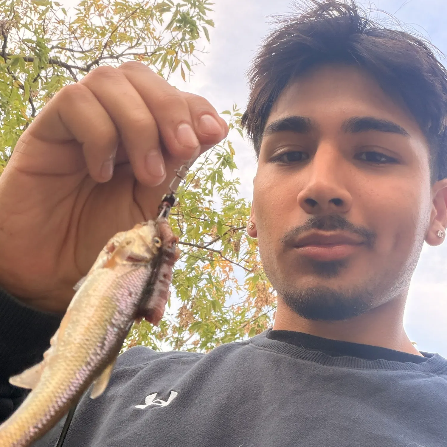Creek chub caught on Fishbrain