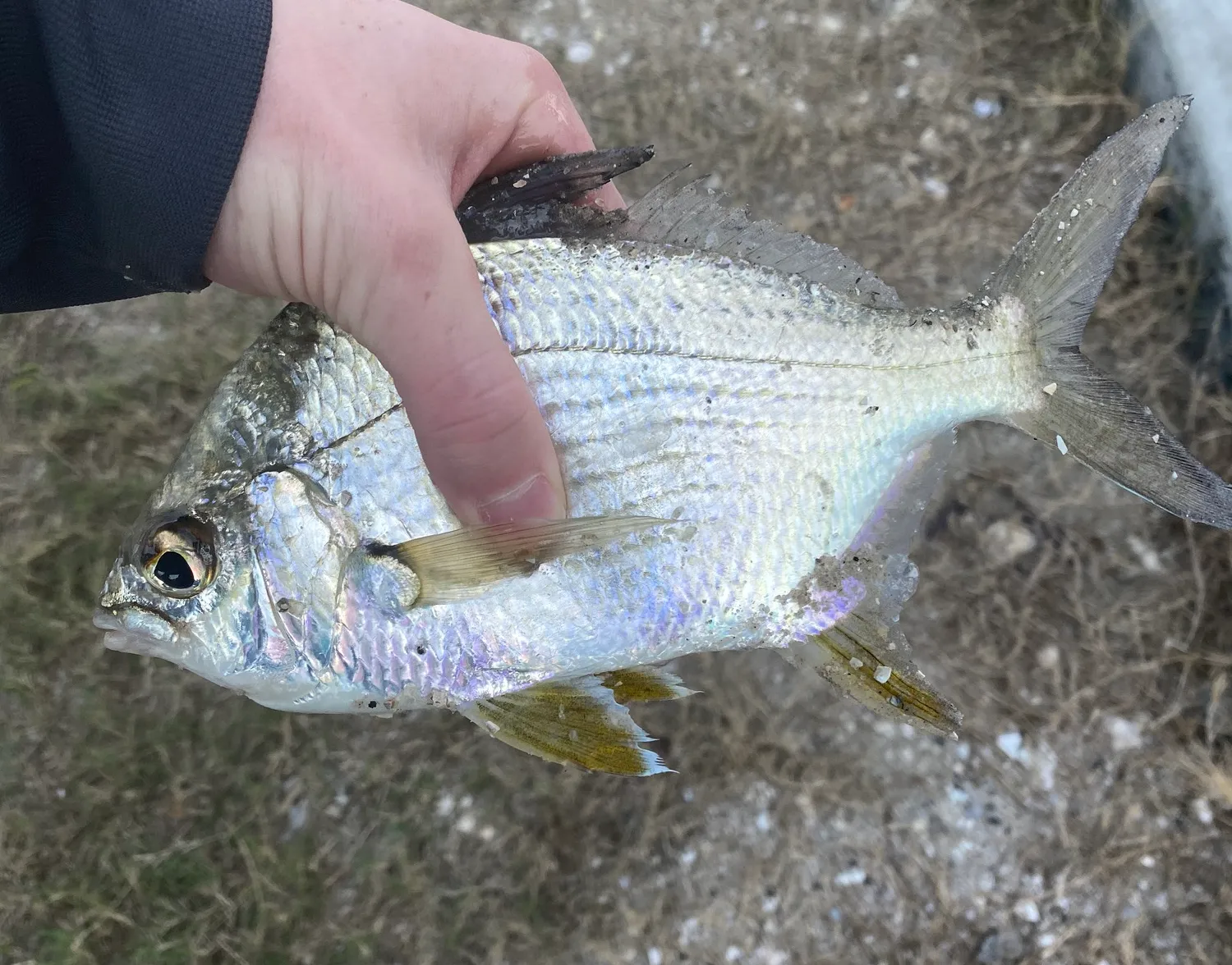 Striped mojarra