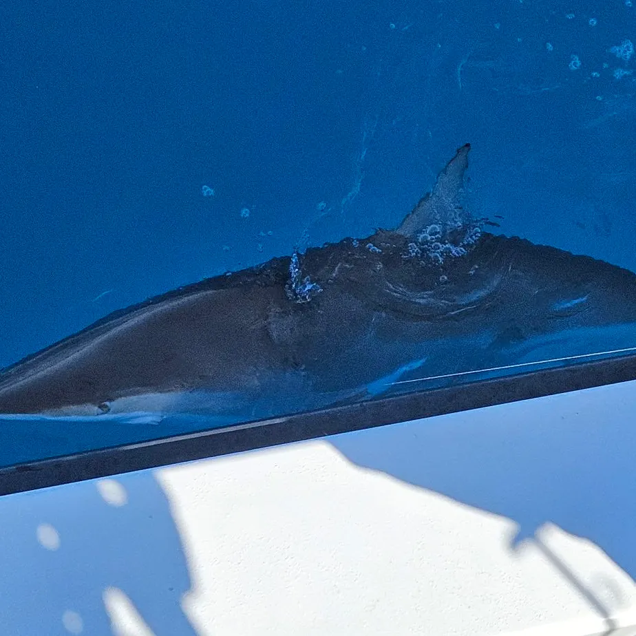 The most recent Blacktip shark catches on Fishbrain