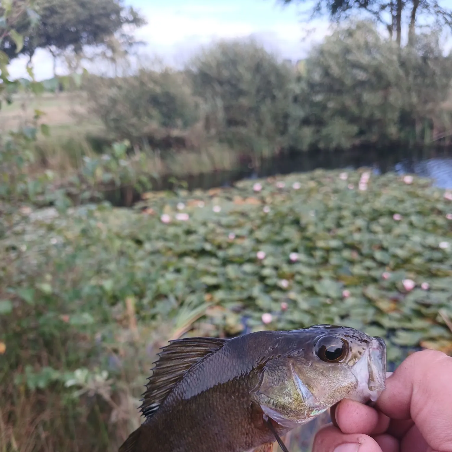 European perch caught on Fishbrain