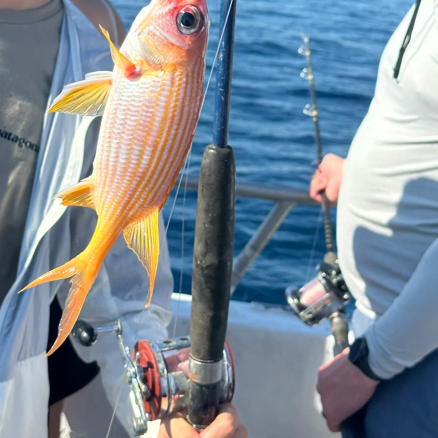The most recent Common squirrelfish catches on Fishbrain
