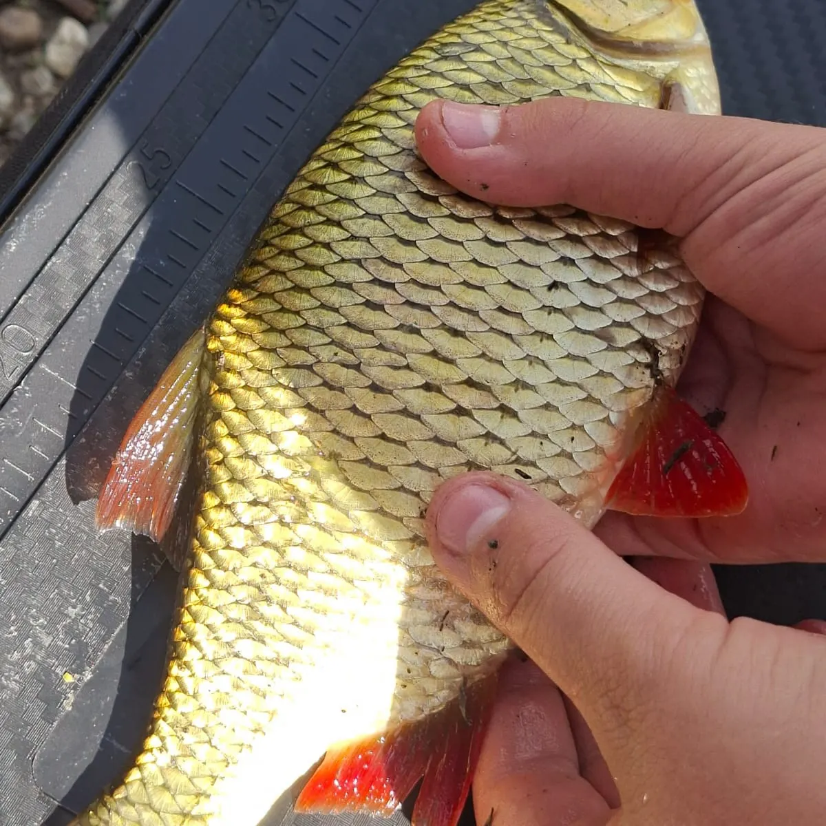 Common rudd caught on Fishbrain