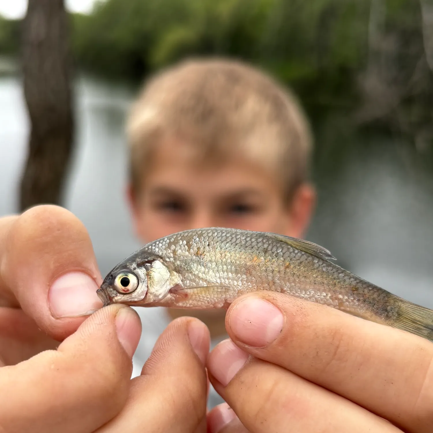 The most recent Barred minnow catches on Fishbrain