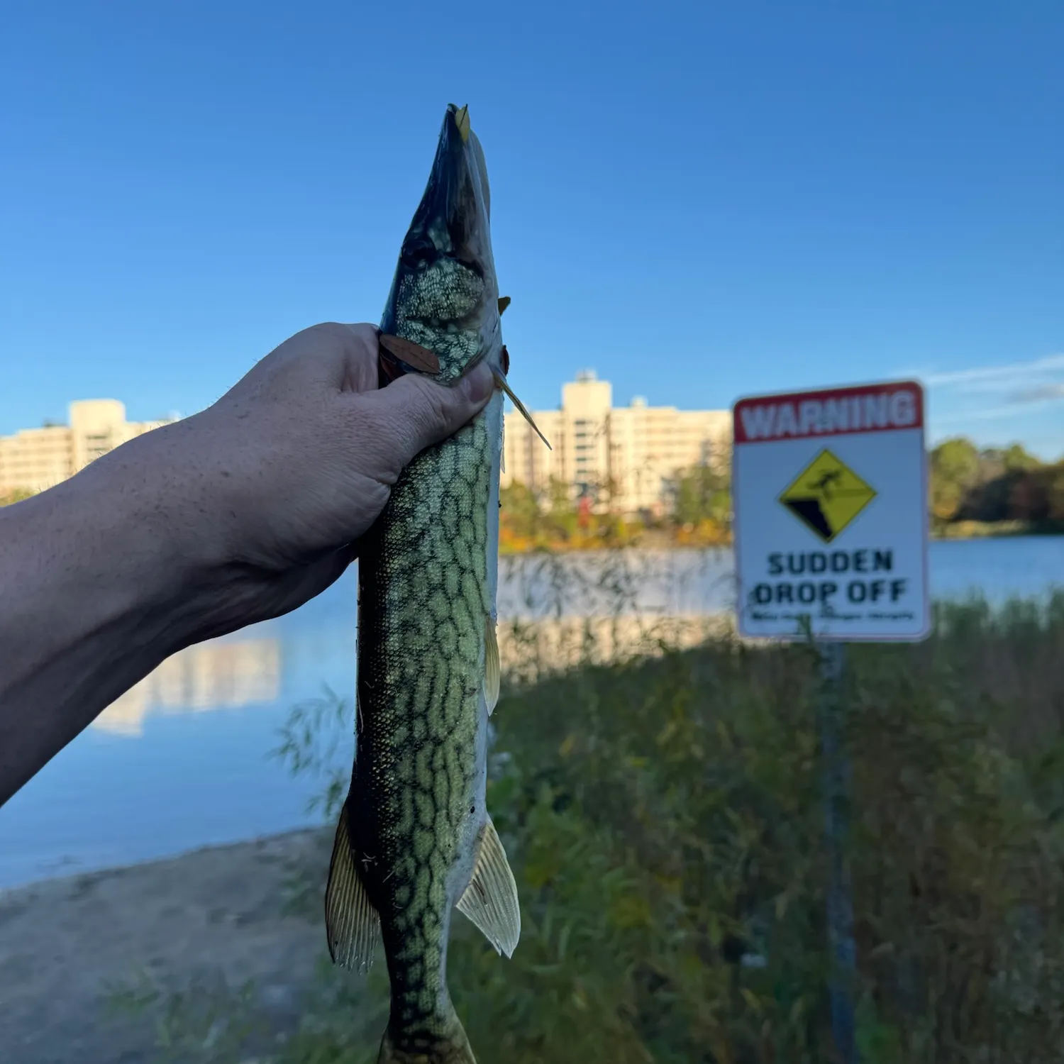 Chain pickerel caught on Fishbrain