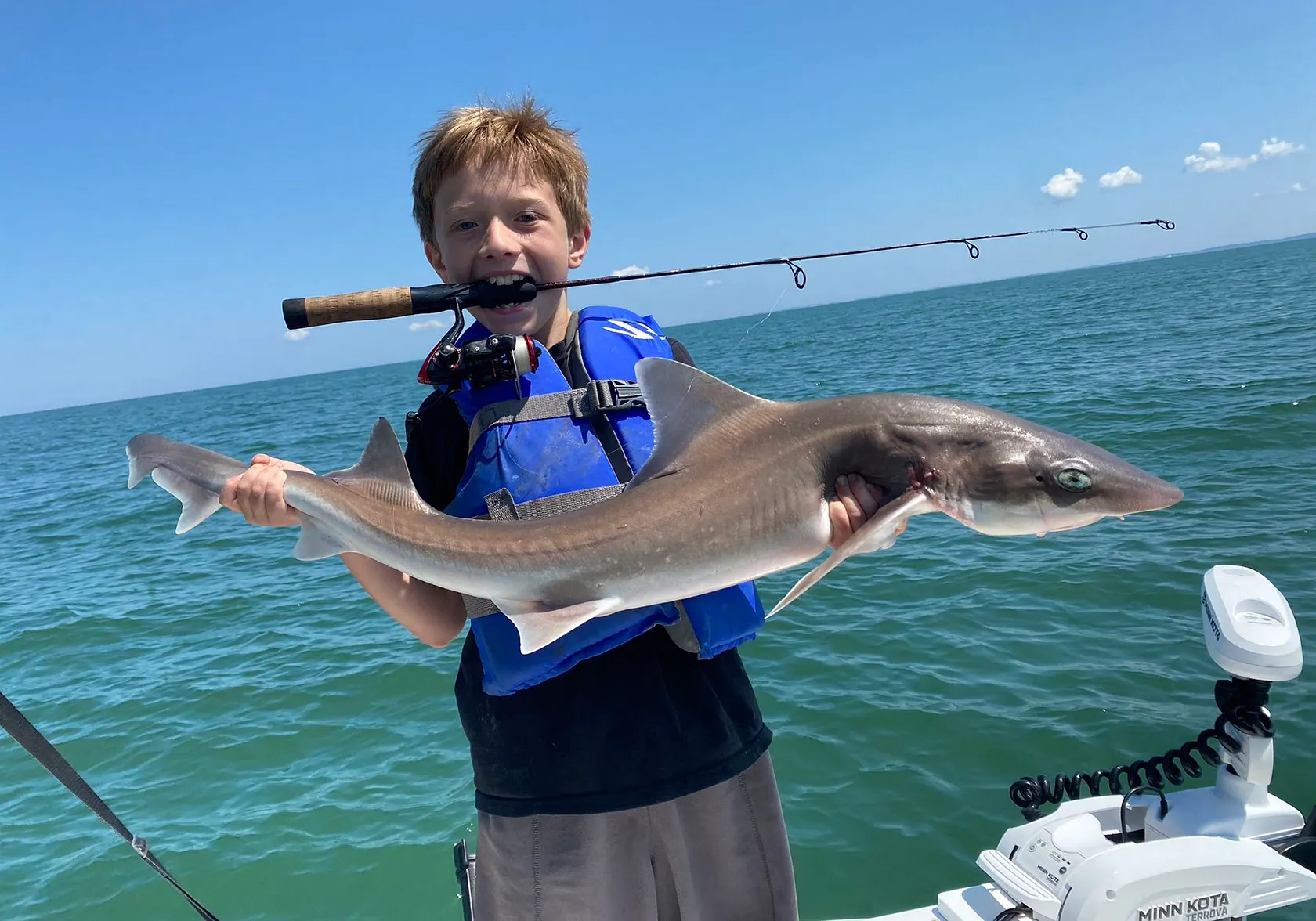 Dusky smooth-hound