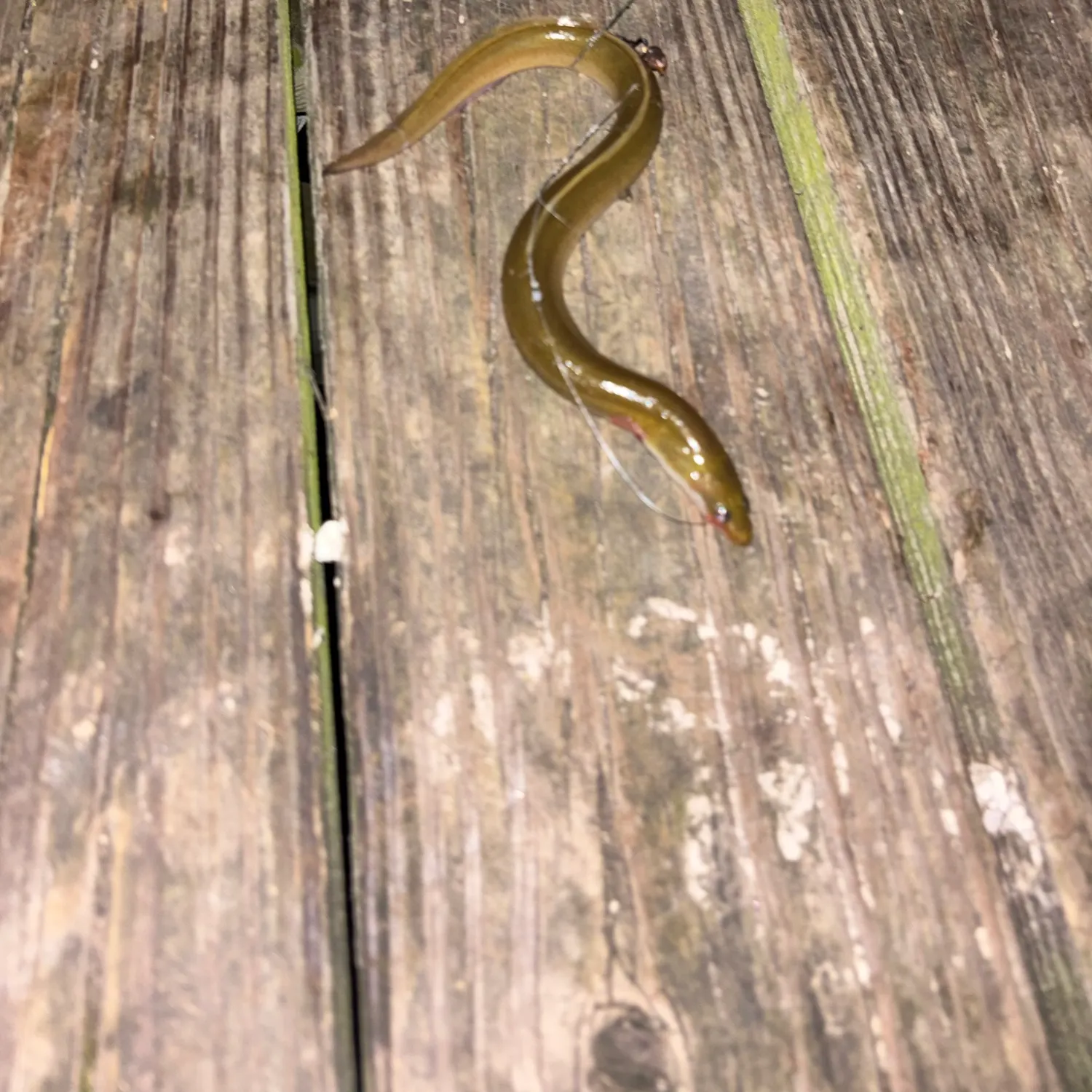 American eel caught on Fishbrain