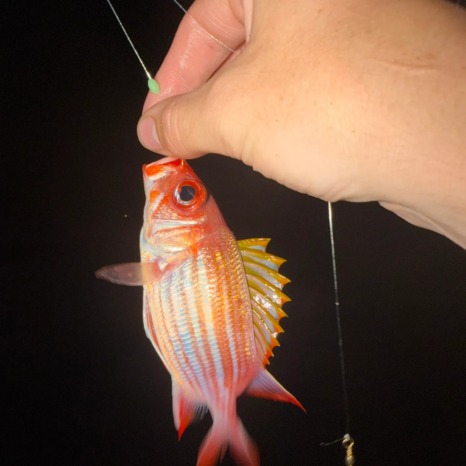 The most recent Common squirrelfish catches on Fishbrain