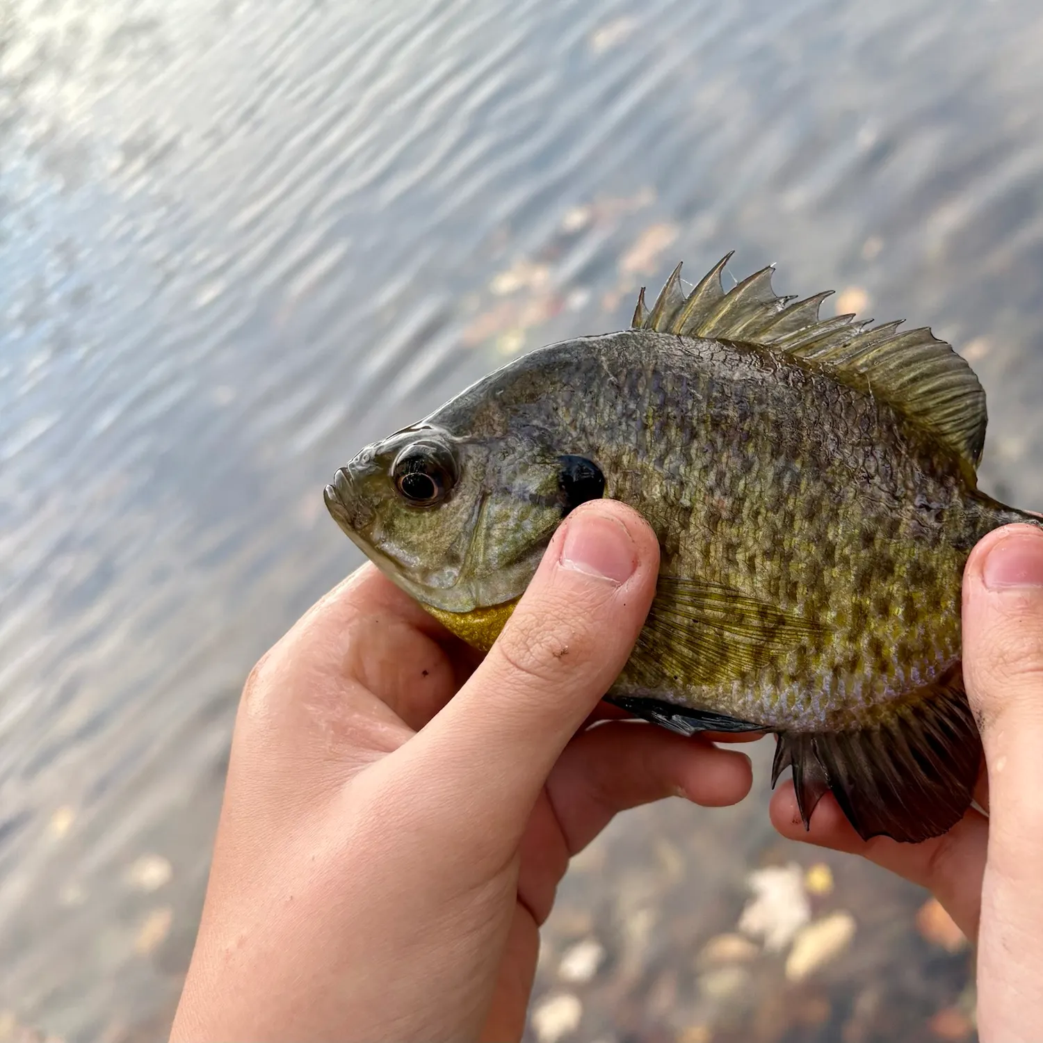 Bluegill caught on Fishbrain