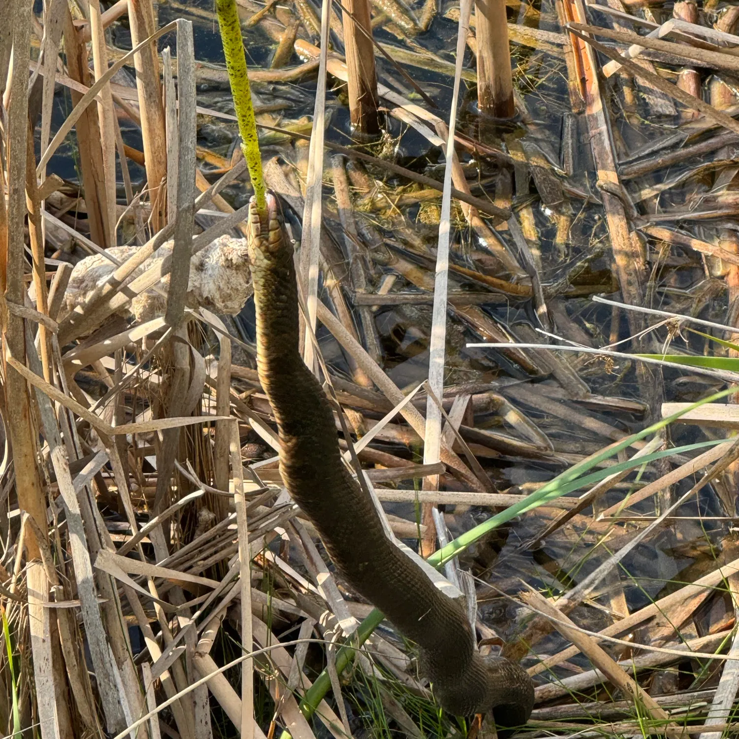 The most recent Serpent eel catches on Fishbrain