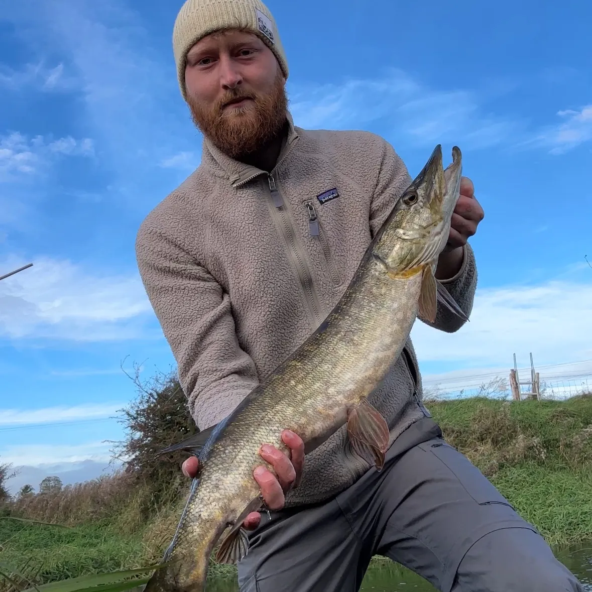 Northern pike caught on Fishbrain