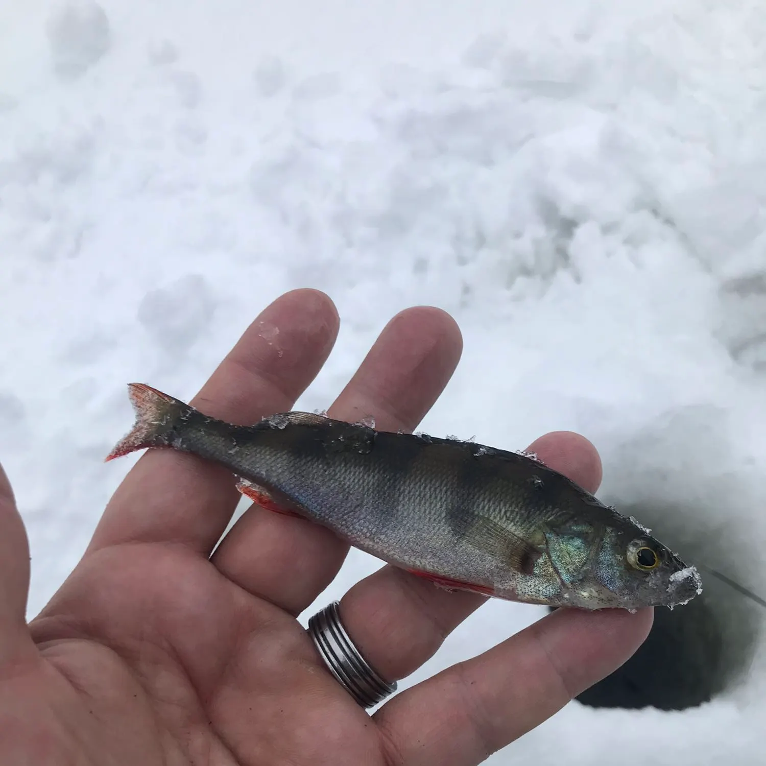 European perch caught on Fishbrain