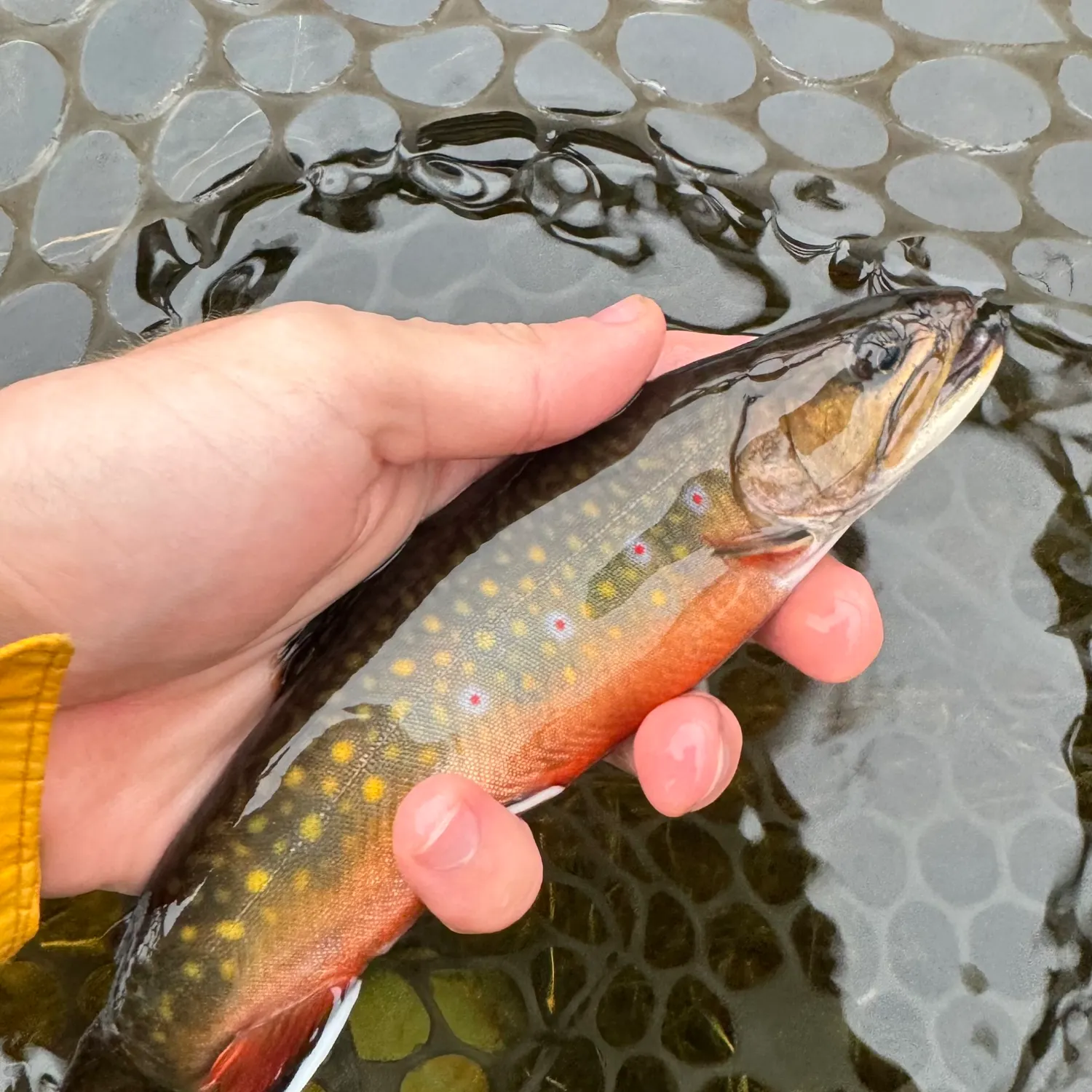 Brook trout caught on Fishbrain