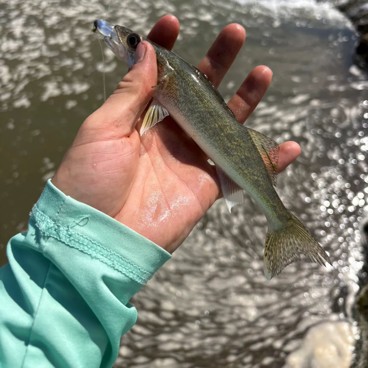 Sauger caught on Fishbrain