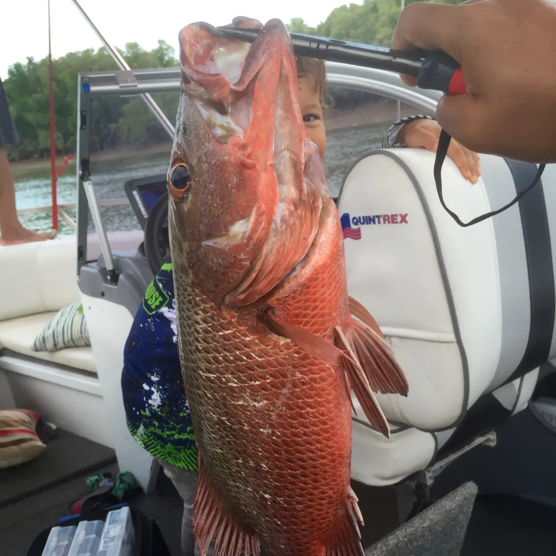 Mangrove snapper caught on Fishbrain
