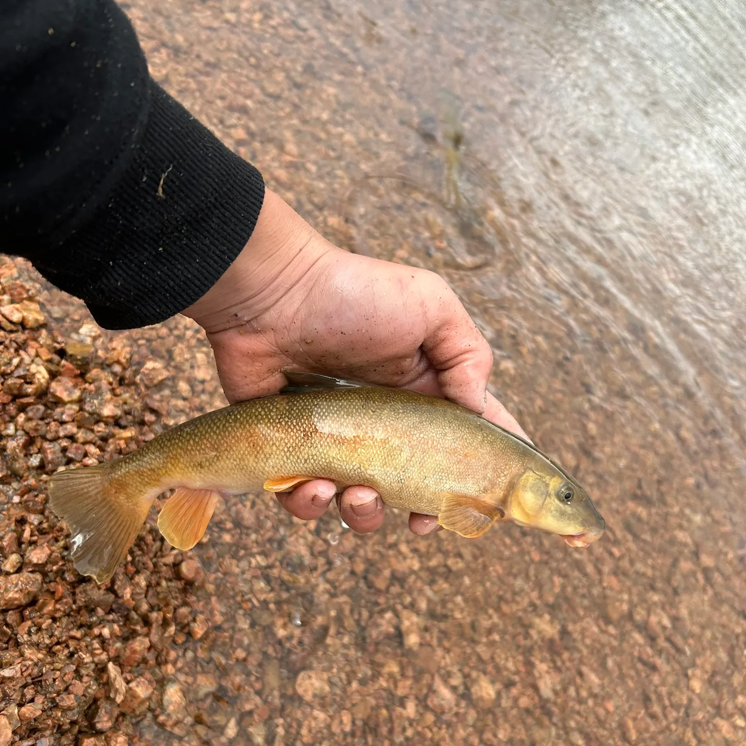 The most recent Flannelmouth sucker catches on Fishbrain