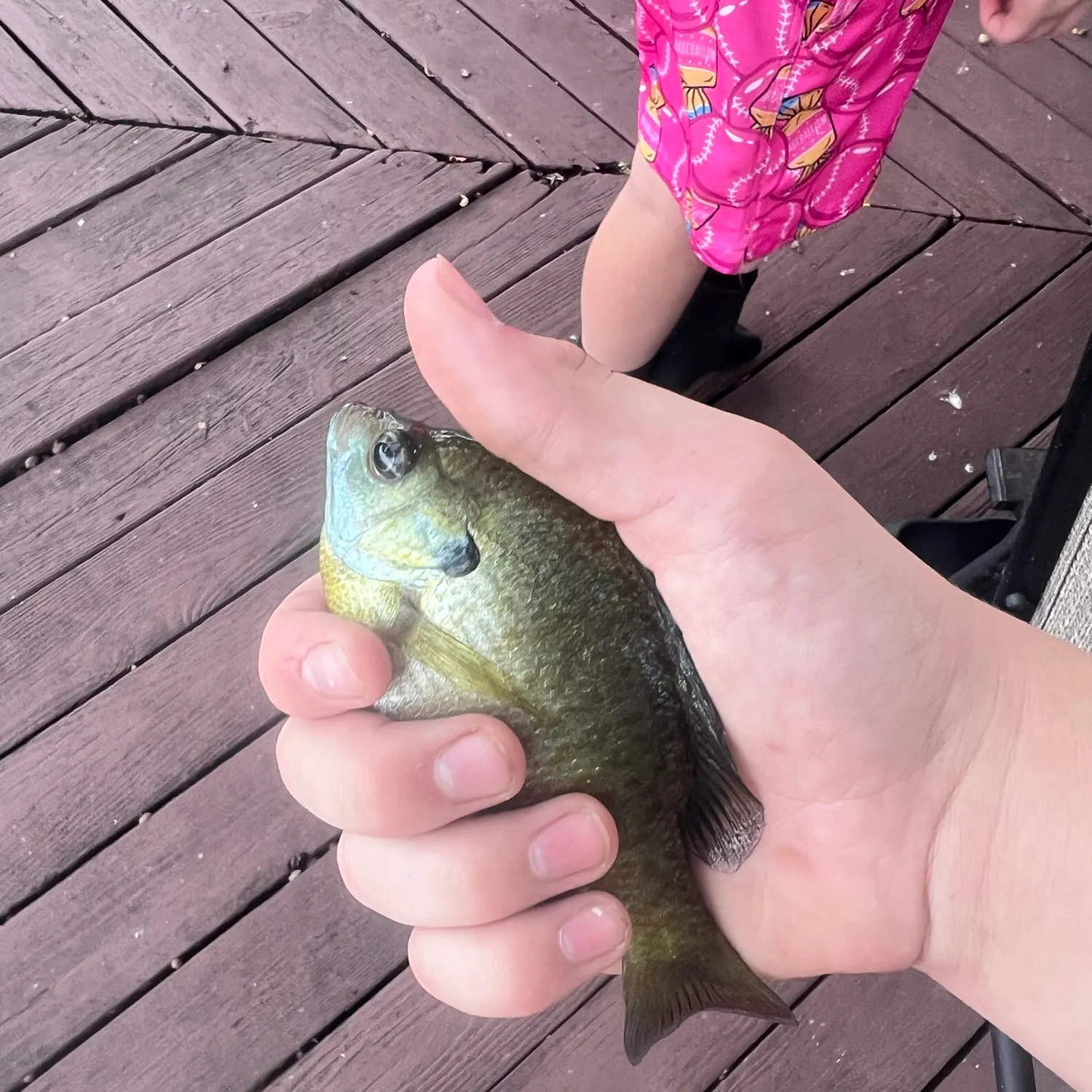 Bluegill caught on Fishbrain
