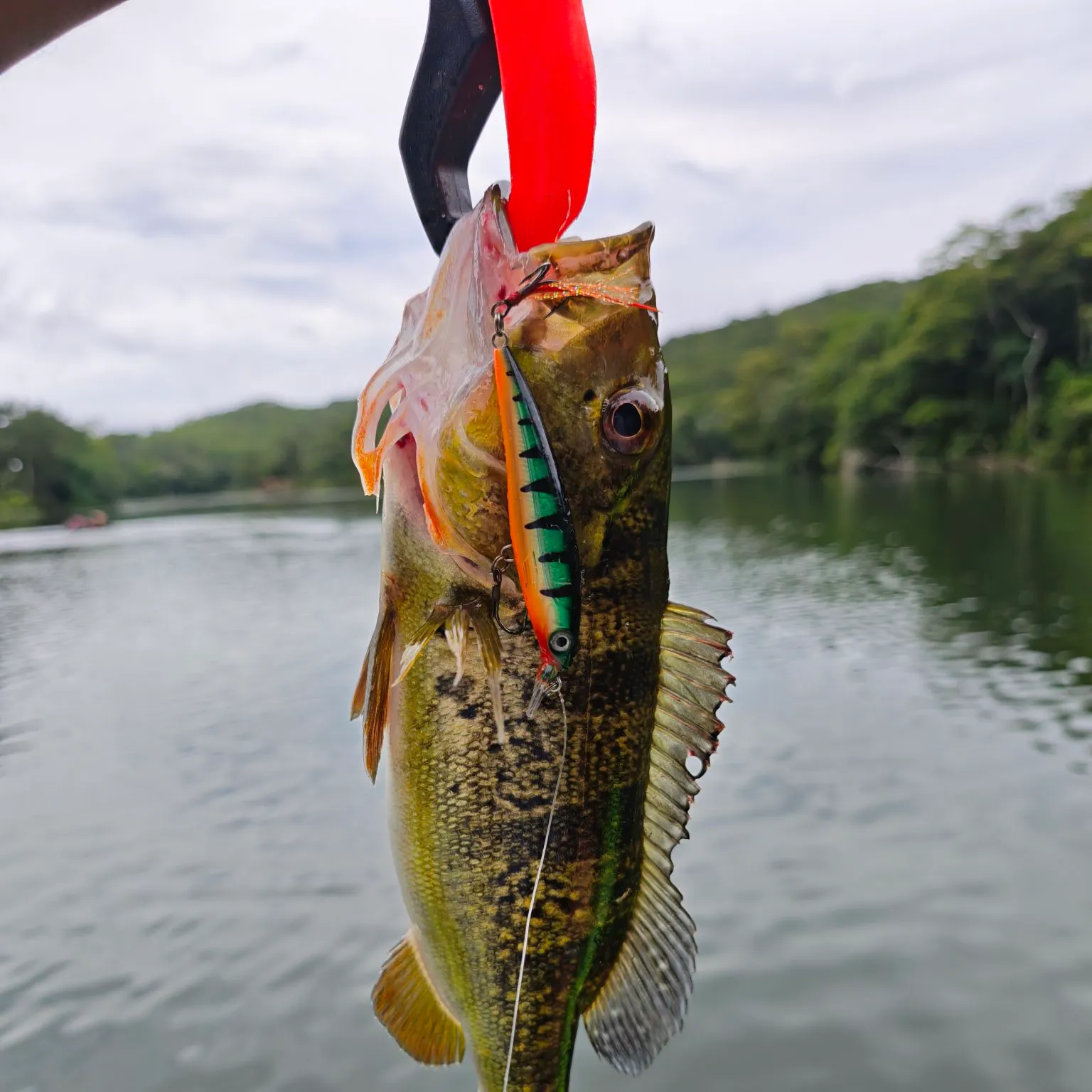 The most recent Butterfly peacock bass catches on Fishbrain
