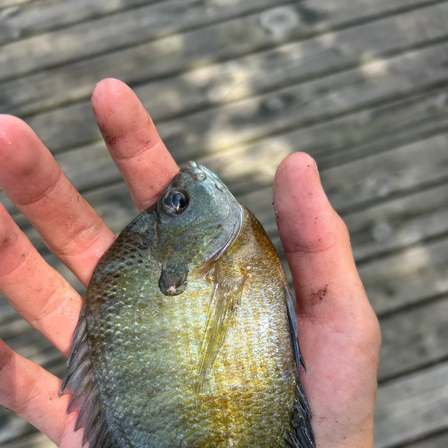 Bluegill caught on Fishbrain