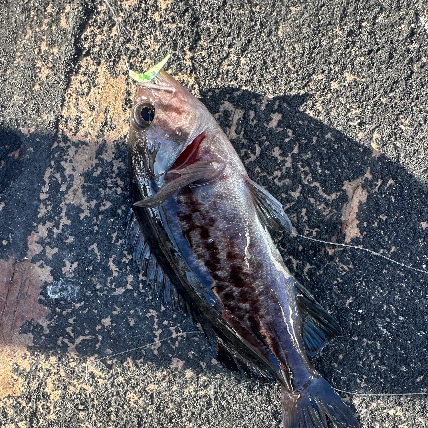 Black rockfish caught on Fishbrain