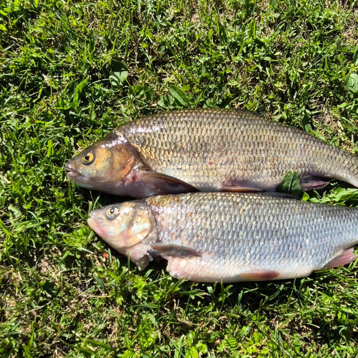 The most recent Ide catches on Fishbrain