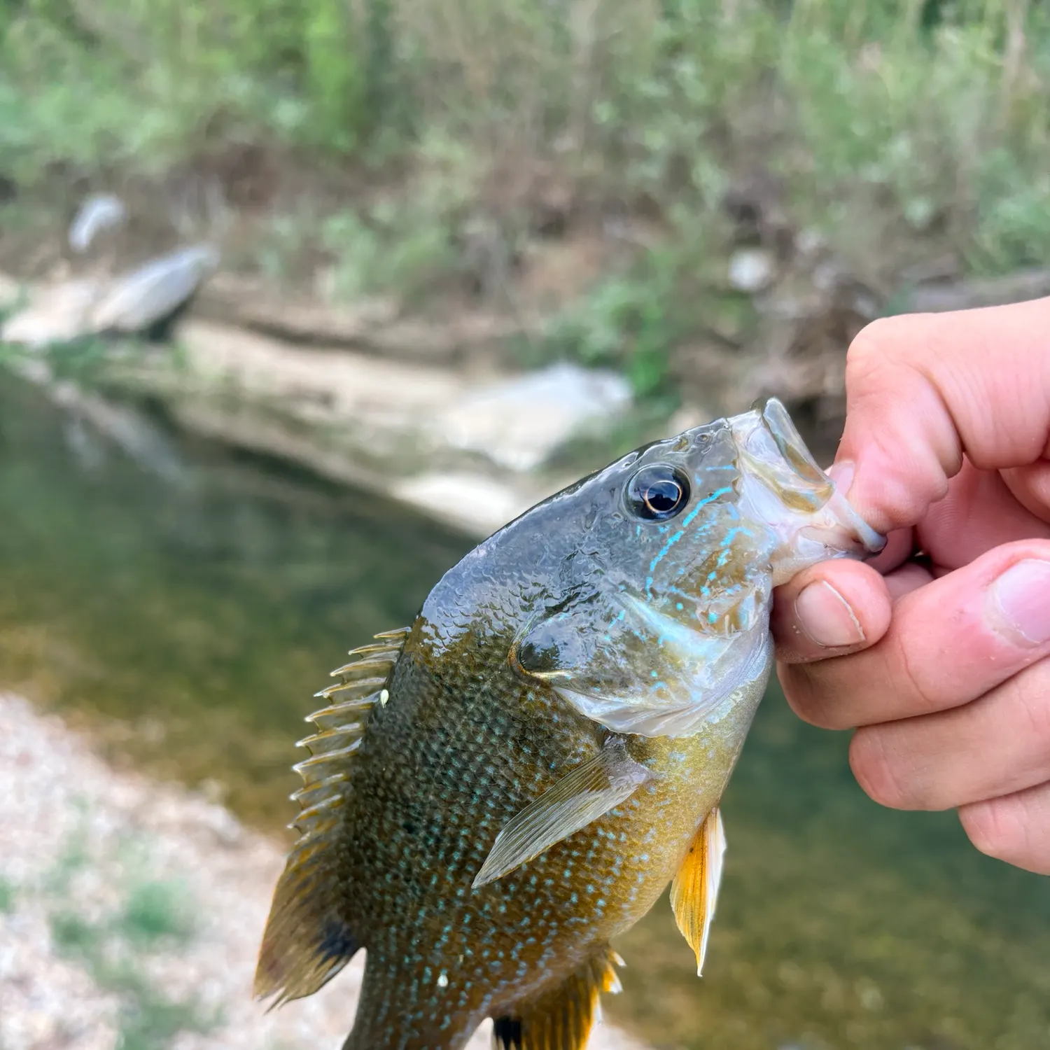 Green sunfish caught on Fishbrain