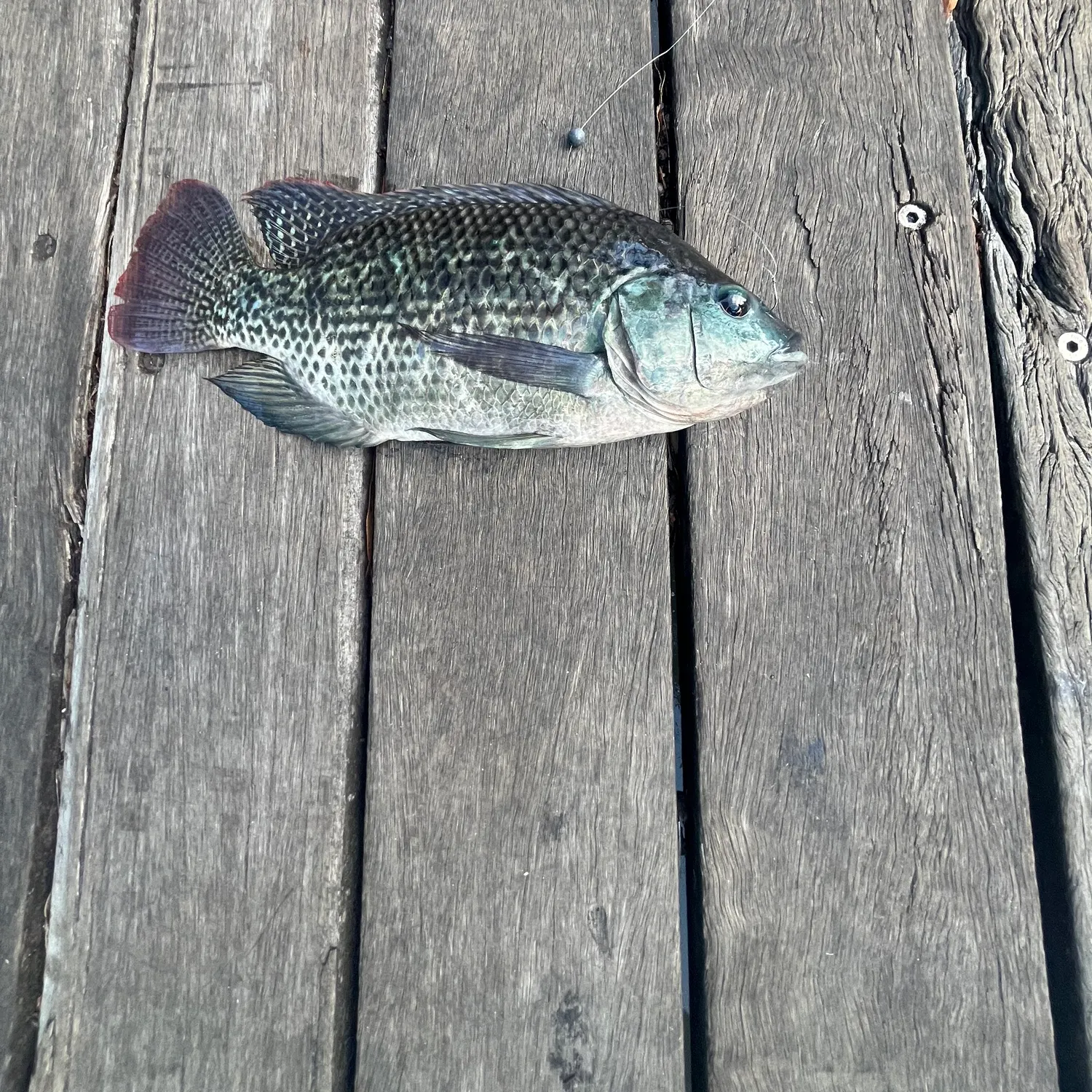 The most recent Mozambique tilapia catches on Fishbrain