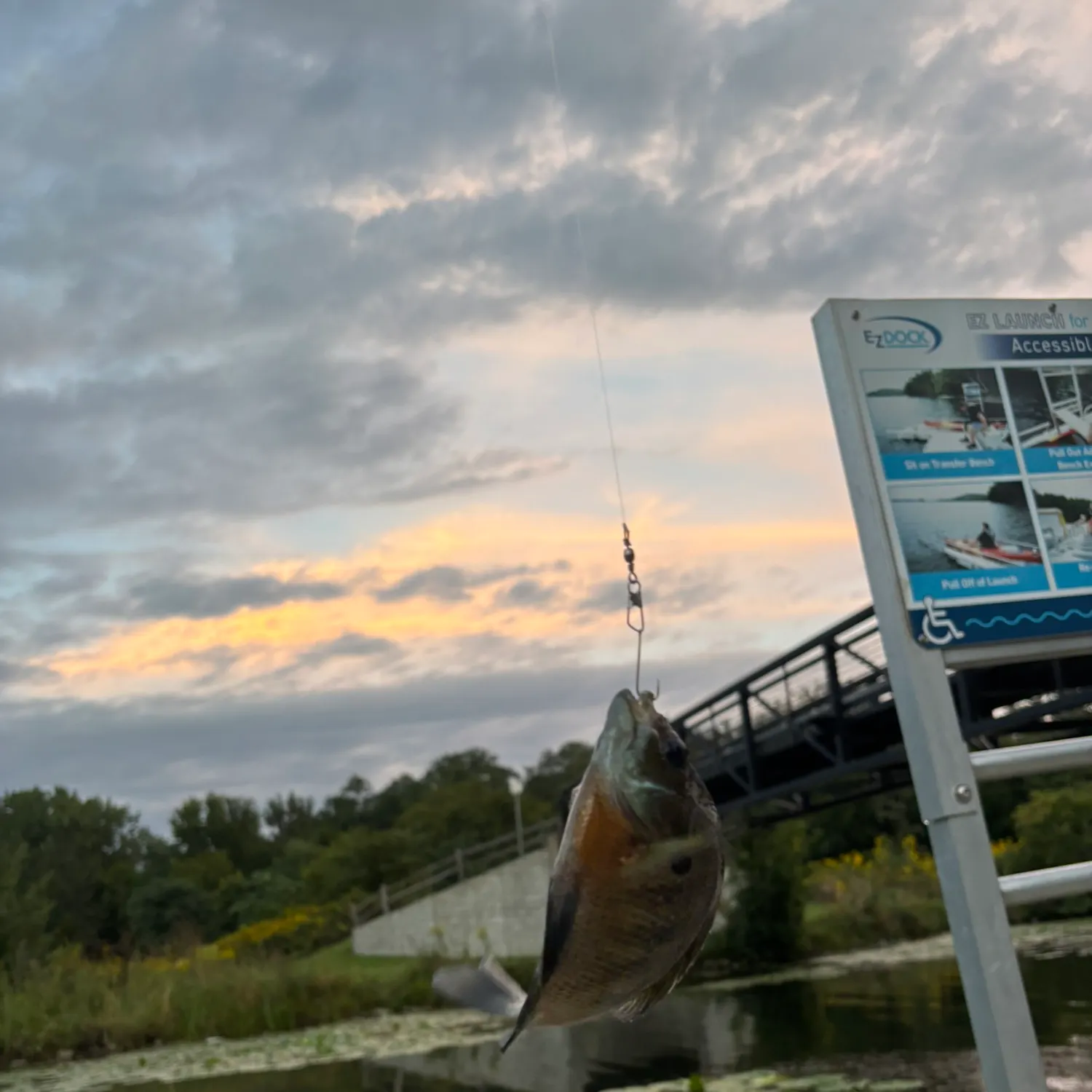 Bluegill caught on Fishbrain