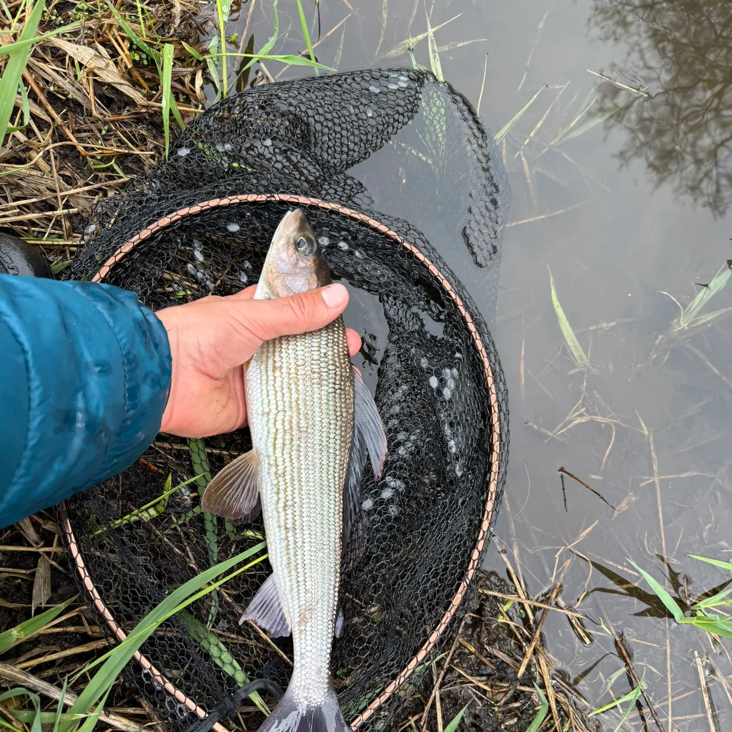 The most recent European grayling catches on Fishbrain